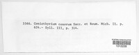 Image of Coniothyrium conorum